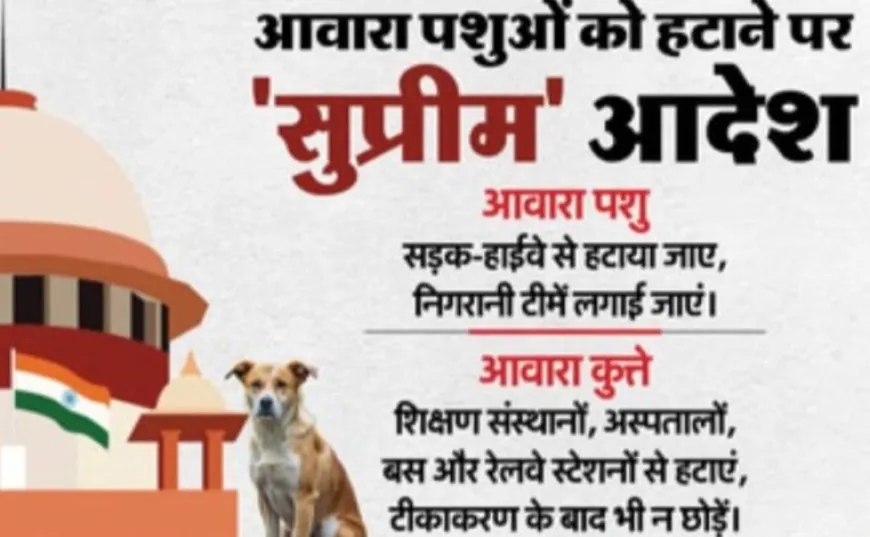 आवारा कुत्तों को लेकर सुप्रीम कोर्ट के 10 बड़े निर्देश